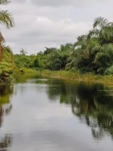 Lire la suite à propos de l’article Rivière noire au Bénin : 5 raisons convaincantes de visiter le lieu pour expérience naturelle enrichissante